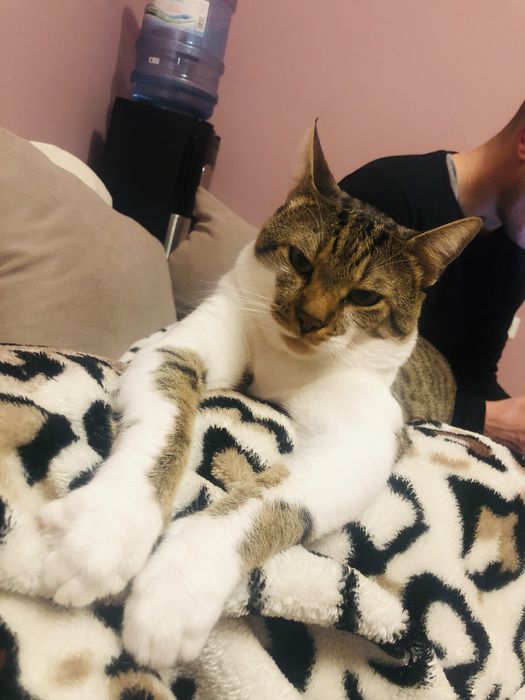 Подарявам мъжко коте