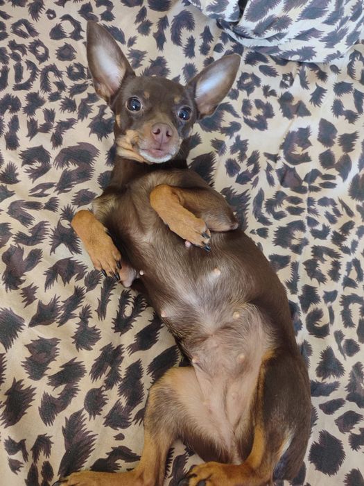 Русский той (той-терьер) девочка