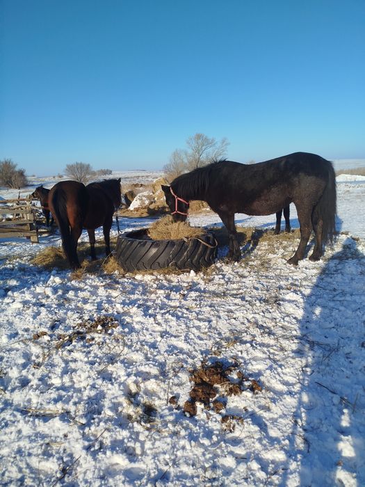 Продам кобыл жеребые с жеребятами.