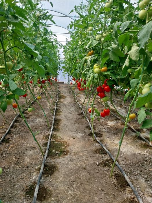 Roșii românești dulci bio!