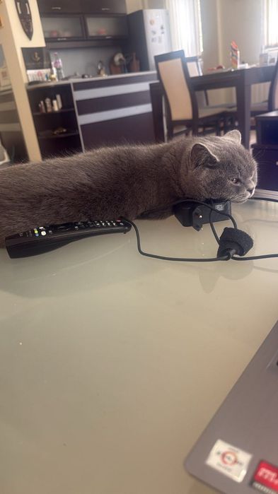Британска котка.