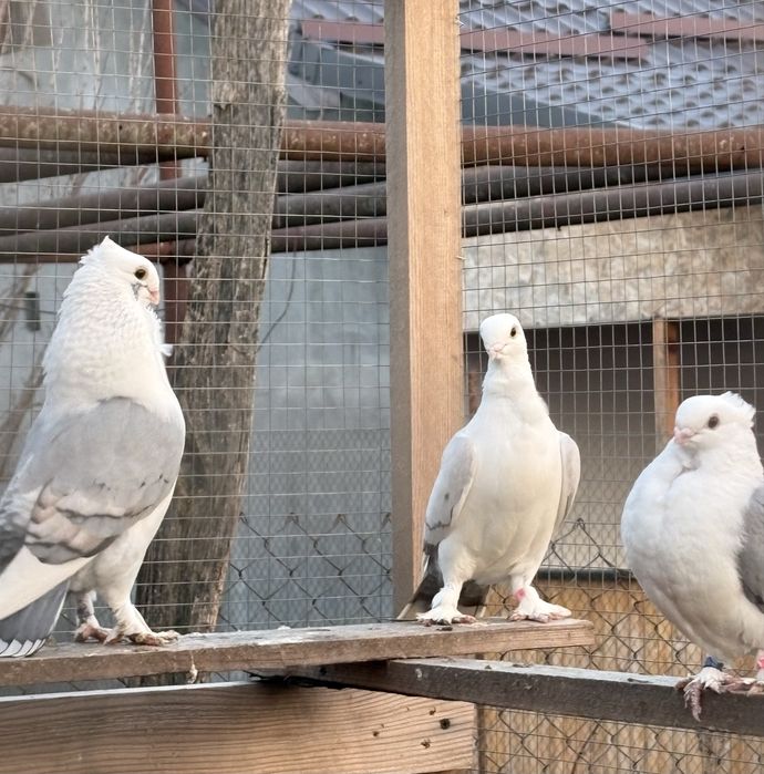 Porumbei misirli satineti