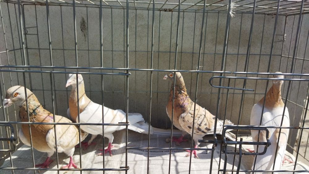 Продам почтовых чехов