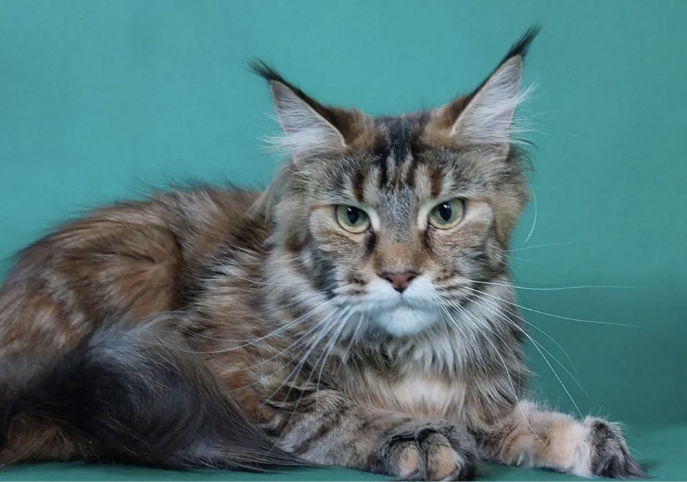 Мейн Кун котёнок девочка