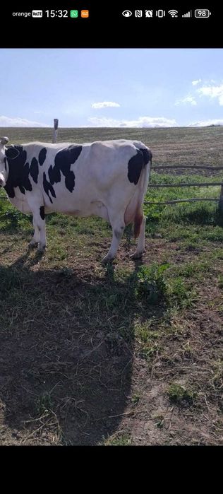 Vaca de lapte cu vitel