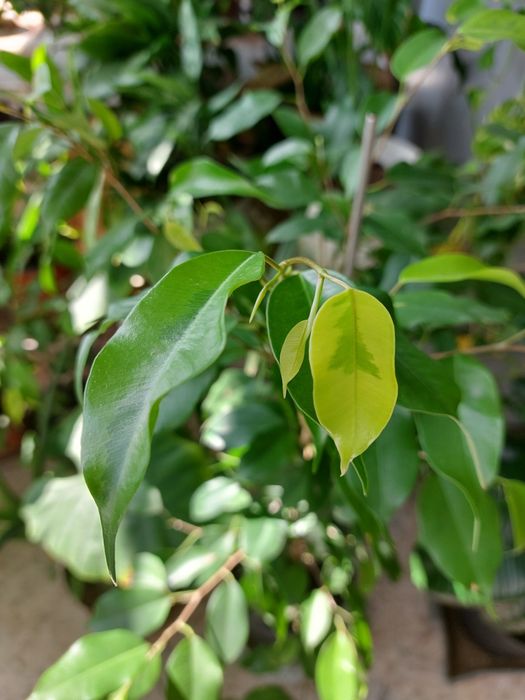 Продам фикус  бенджамина