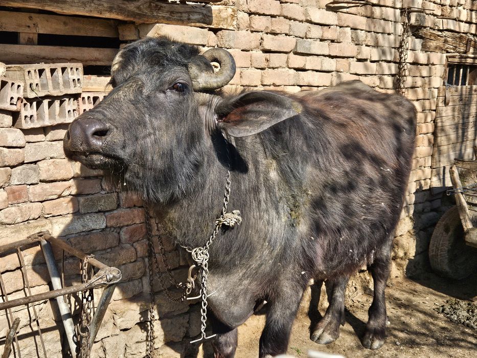 БИВОЛИЦА, на второ теле, на 8 месеца заплодена.