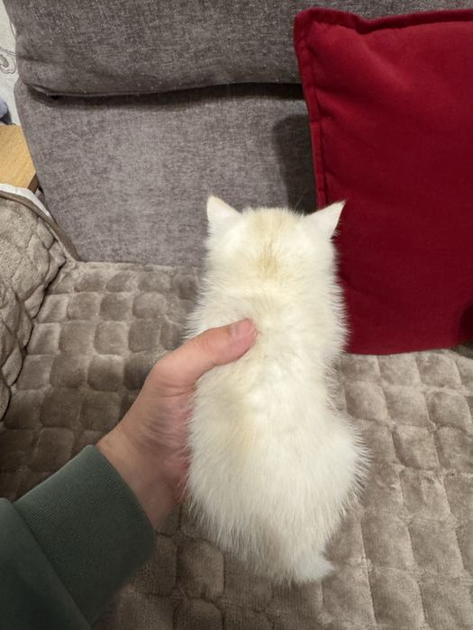 Serebristiy shinshila