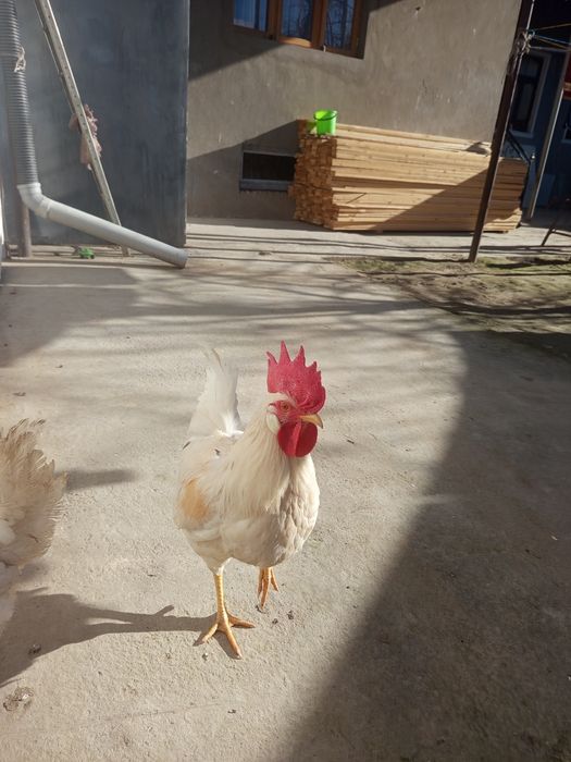 Ок хурозлар 150000