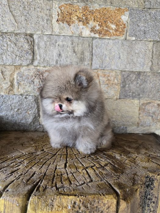 Мини Померан момче