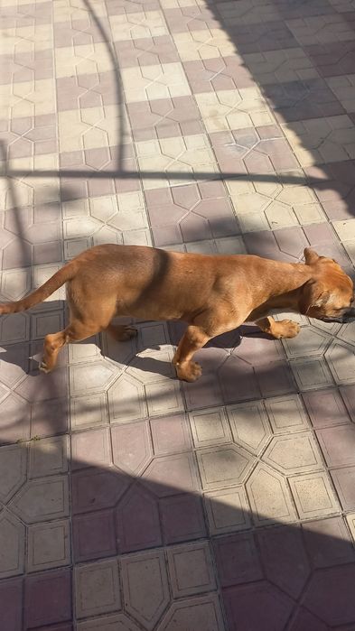 Щенки питбуль 4 месяца