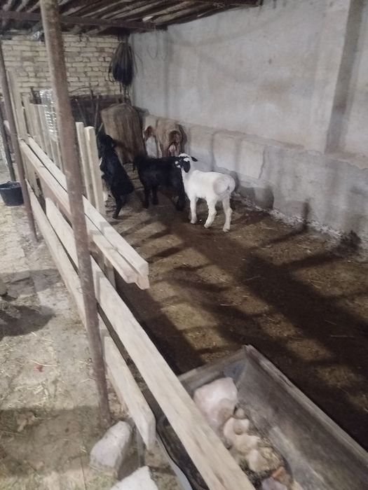 Она бола куйлар СОТИЛАДИ