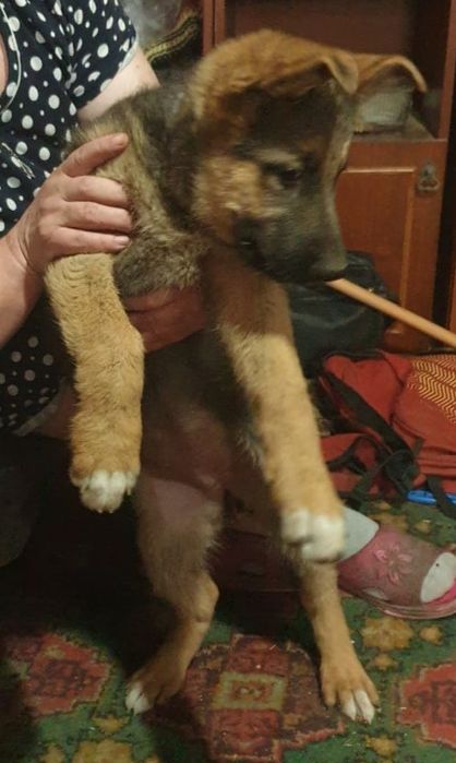 Продам щенка ВЕО