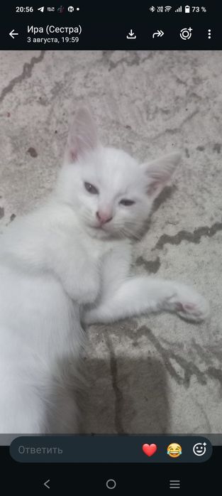 Котята былые... шикарный 2 месяца
