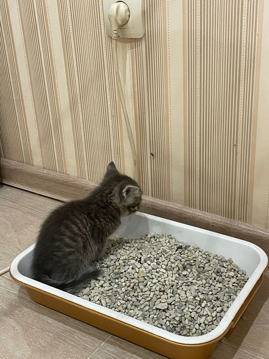 Котята бесплатно