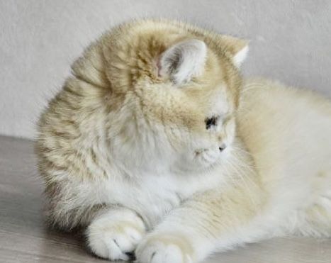 Vyaska zalatoy shinshilla