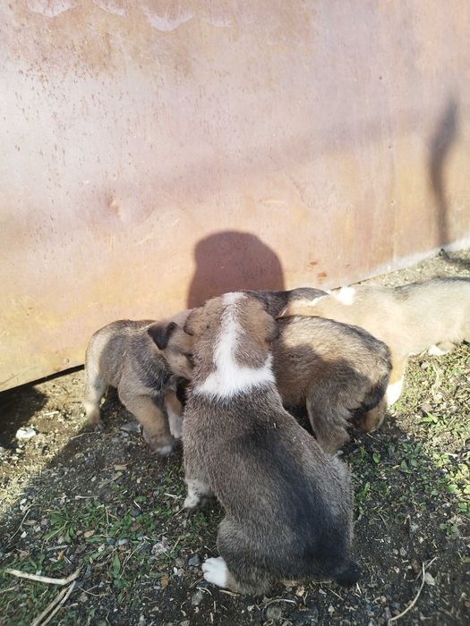 Щенки азиат, мать охотничья