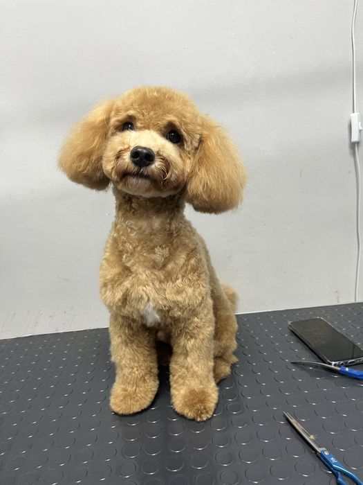 Стрижка собак кошек,экспресс линька