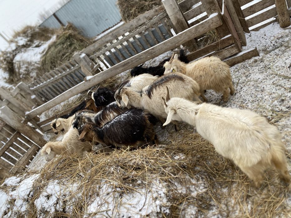 Шібіш ешкілер сатылады