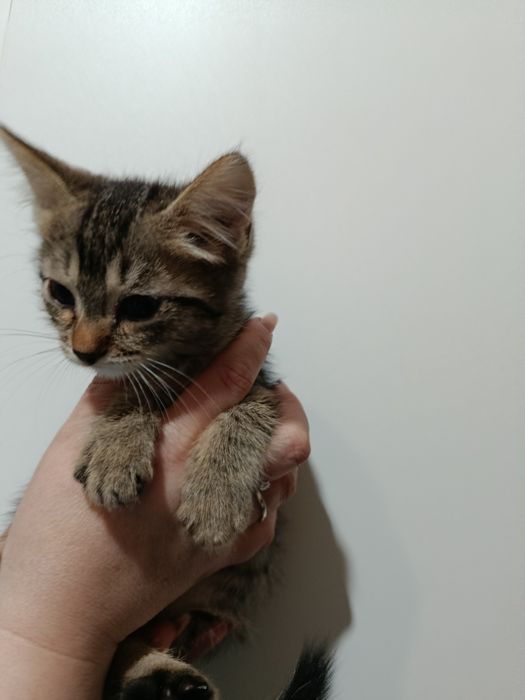 Продам котят, недорого