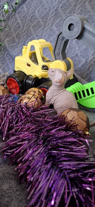 Котята лысики донского сфинкса