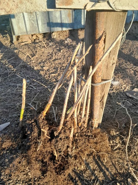 Продам саженцы малины