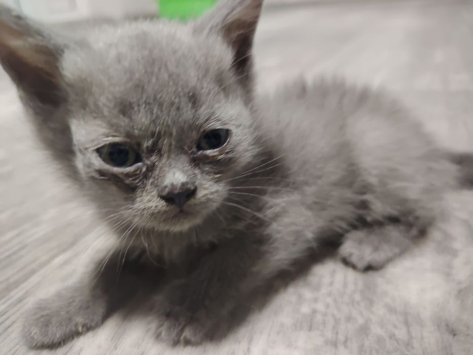 Британский кошка