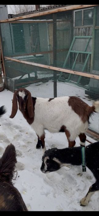 Козочки Комори-Нубы