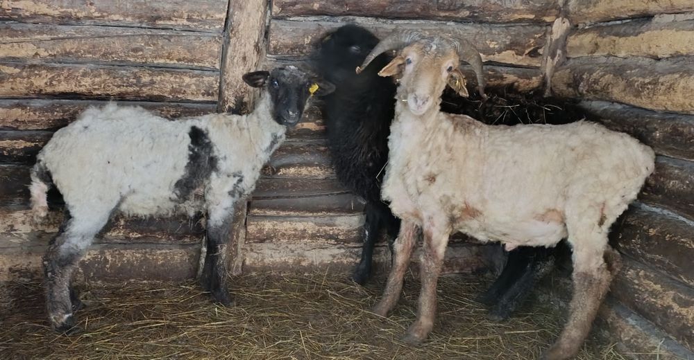 Продам три токты