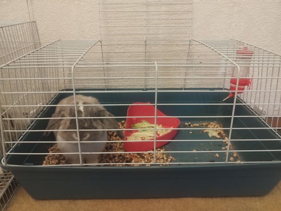 Кролик декоративный