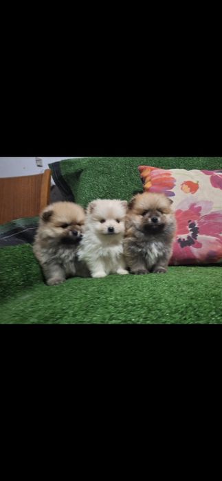 Померан мини померанчета