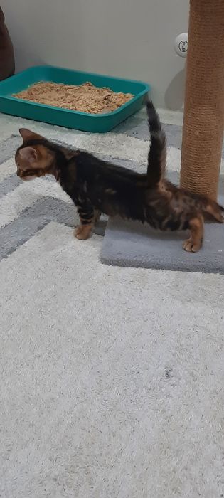 Продам бенгальских котят
