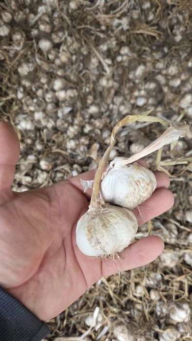 Vând usturoi romanesc