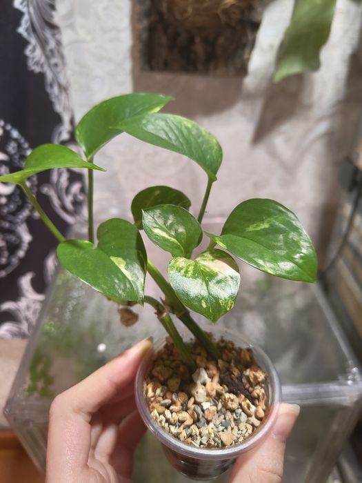 Комнатные растения