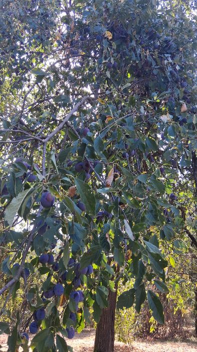 Vand prune de țuică