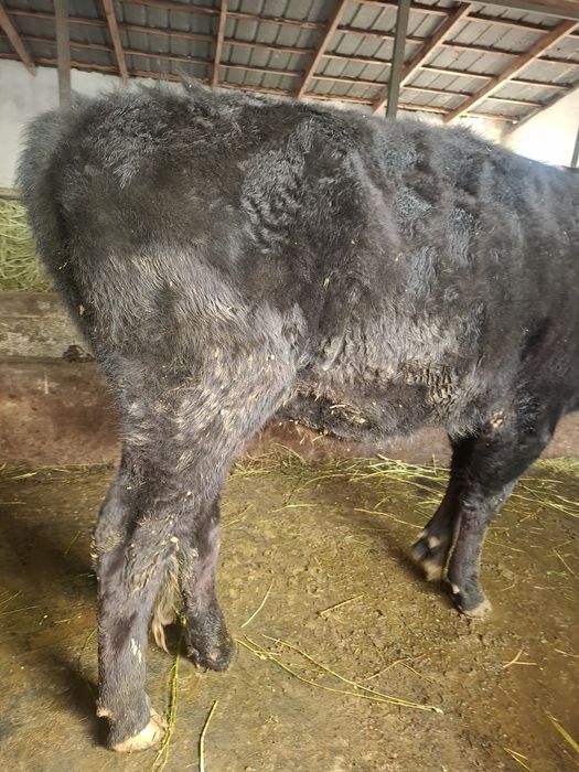 Продам молодую телку