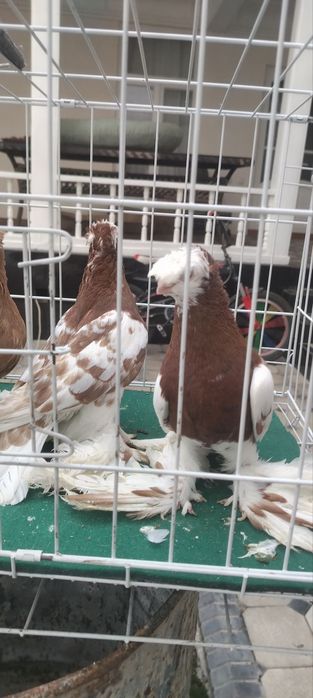 Голуби Двухчубые Продажа