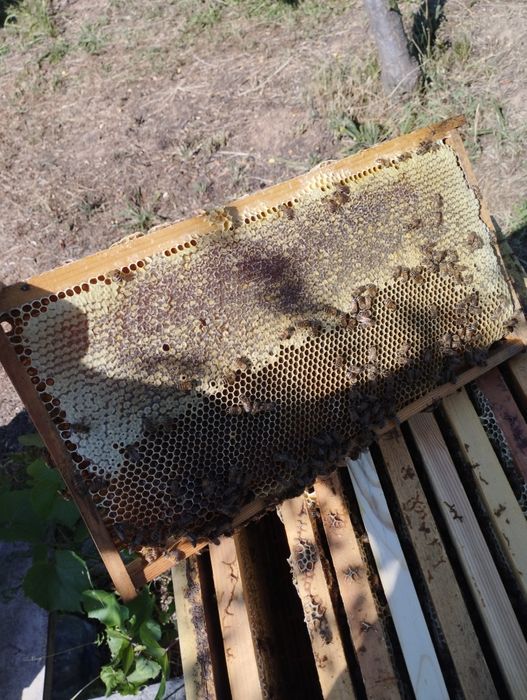 Пчелен Мед Букет на Едро