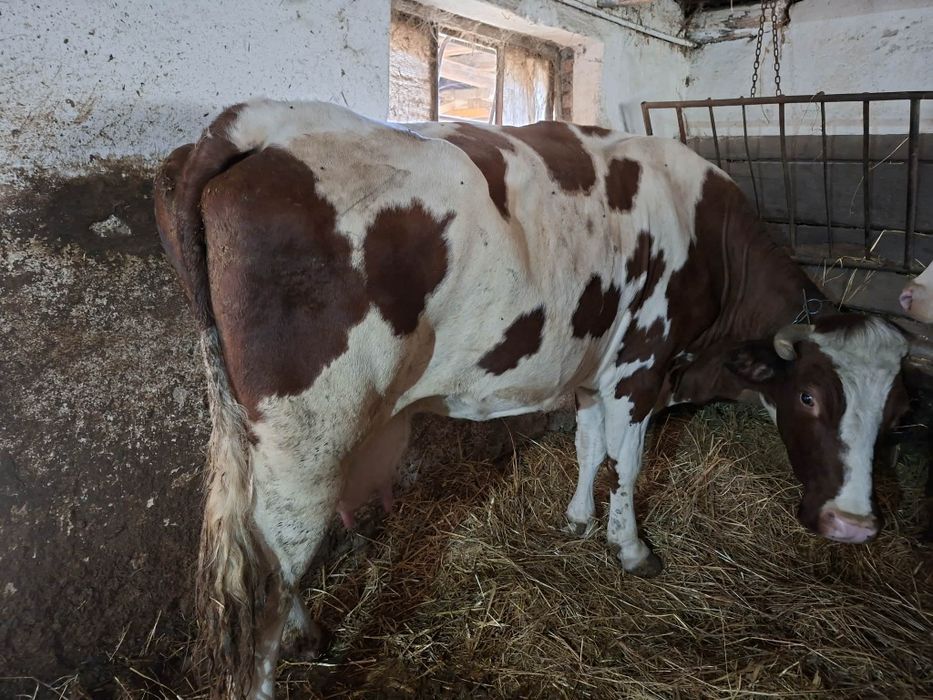 Vacă de vânzare...