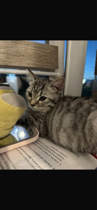 Отдам кота в хооошиее руки