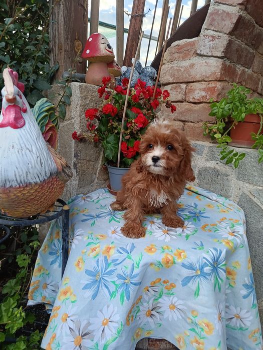 Кавапу Cavapoo..