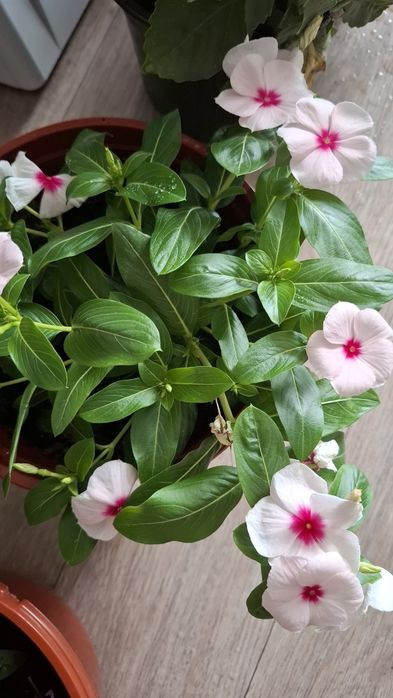 Продам бордюрные георгины ,катарантус