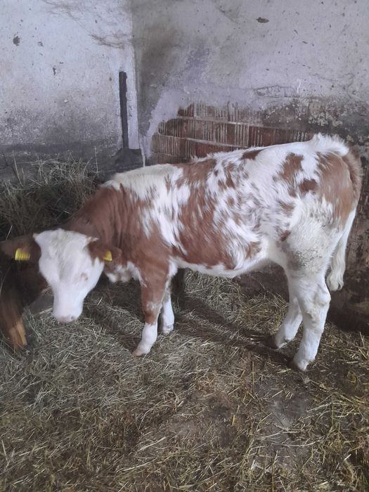 Peroana fizica vand juninca