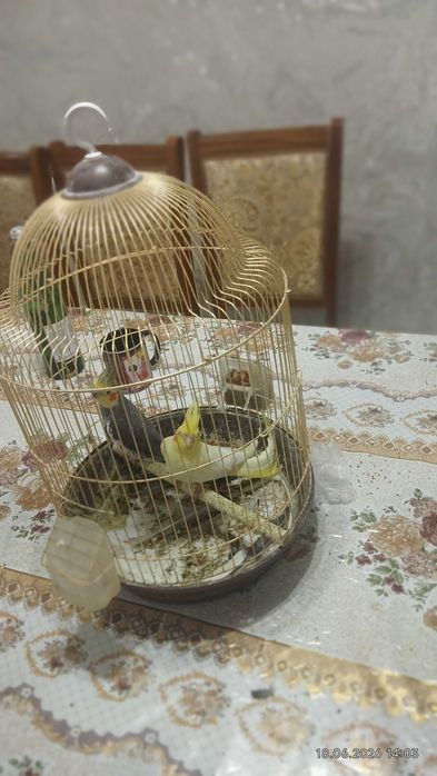 Попугай жагдайы жаксы, ауырмаган.