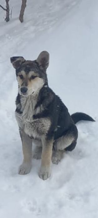 Щенки девочки отдам