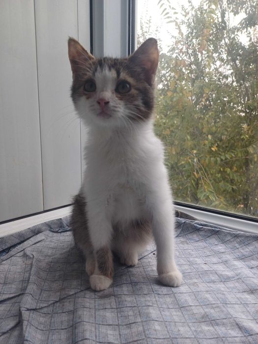 В добрые ответственные руки