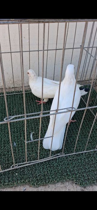 Galateni tineri si maturi