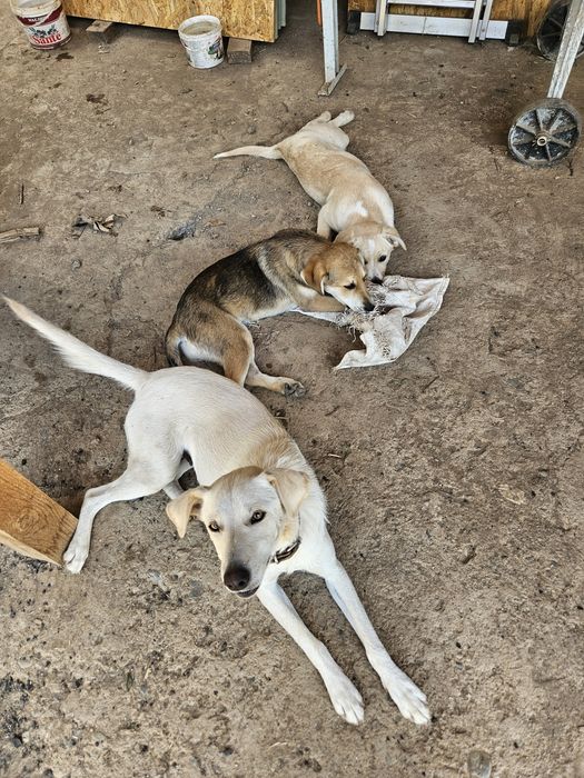 Подарявам малки кученца порода любов