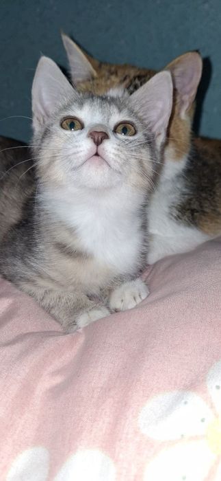 Мехрибон кулларга мушук боласи