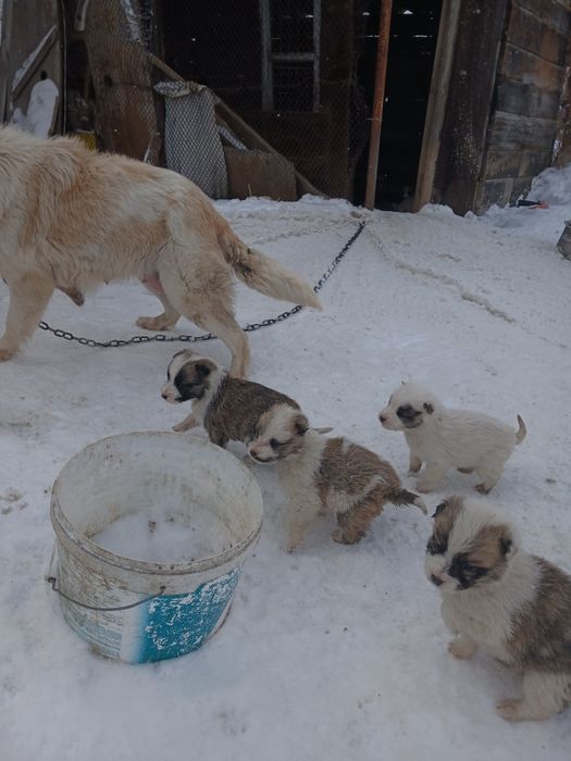 Продам красивых щенят